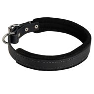 Padded Leather English Bulldog Collar 25 mm for Dog Training  Padded Leather English Bulldog Collar 25 mm for Dog Training