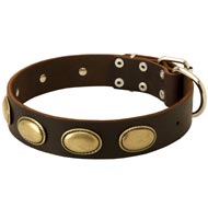 Designer Leather English Bulldog Collar with Oval Plates  Designer Leather English Bulldog Collar with Oval Plates